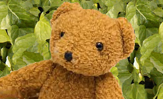 Bear bigger with ivy